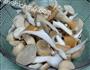 群菌煲脆骨的做法图解4