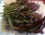 香椿煸鱼籽的做法图解3