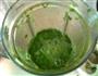 艾叶翡翠饺子的做法图解3