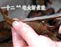 浓香原味小龙虾的做法图解1