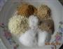 猫头丸子的做法图解2