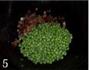 腊肉烩豌豆的做法图解5