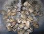 炒带壳花蛤的做法图解1
