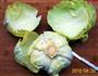 酸辣萝卜包心菜的做法图解5