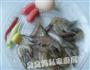 鲜虾饼的做法图解1