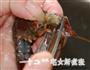 浓香原味小龙虾的做法图解8