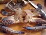酱香花蟹的做法图解2