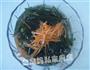 芝麻双丝海带的做法图解4