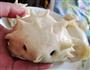 花样小馒头的做法图解17