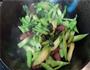 腊肠炒芥兰的做法图解7