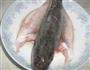 陈皮鲈鱼的做法图解3
