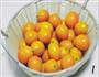 糖渍金桔的做法图解1