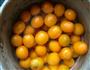 糖渍金桔的做法图解2