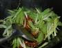 芹菜炒肉片的做法图解9