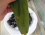 蜜枣粽的做法图解4