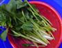 黄豆嘴拌菜心的做法图解1