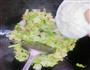 包菜炒冷饭的做法图解3
