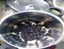 生地黑豆排骨汤的做法图解3