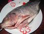 番茄烧鲫鱼的做法图解1