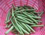 豆瓣豇豆的做法图解1