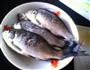 干煎鲫鱼的做法图解2