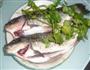鲫鱼烧香菜的做法图解1
