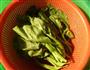 凉拌芥蓝的做法图解2