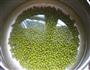 自制绿豆芽的做法图解1