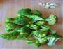 开洋西兰花的做法图解3