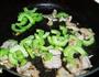 肉片炒苦瓜的做法图解7