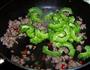 豉香肉末炒苦瓜的做法图解5