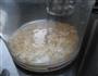 雪梨银耳米糊的做法图解3
