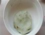 绿茶核桃糕的做法图解5