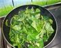 清炒番薯叶的做法步骤4
