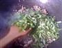 肉末炒韭菜的做法图解6