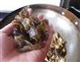 改良版砂锅鸡的做法图解10