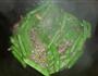 四季豆炒牛肉的做法图解7
