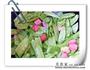 小炒荷兰豆的做法图解5