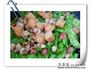 小炒荷兰豆的做法图解6