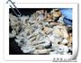 爆炒麻蛤蛏子的做法图解8