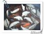 香菇烩牛骨髓的做法图解4