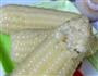 糯玉米的做法步骤9