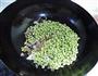 青豆牛肉末的做法图解7