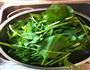 家常菠菜拌粉丝的做法图解1