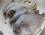 清炖鲳鱼的做法图解1