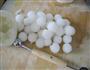 白玉葡萄的做法图解6