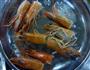 酥皮烤大虾的做法图解5