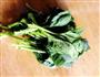 菠菜豆腐的做法图解2