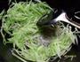 芹菜丝炒肉的做法图解9