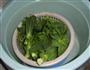 苔心菜细园子的做法图解5